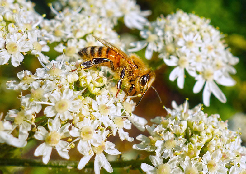 L’ape: un insetto che racchiude significati e insegnamenti